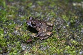 Thomasset's frog Adult,Africa,Sooglossidae,thomasseti,Critically Endangered,Sub-tropical,Wetlands,Chordata,Anura,Temporary water,Aquatic,Animalia,Terrestrial,Sooglossus,Amphibia,IUCN Red List