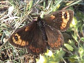 Spring ringlet Near Threatened,Fluid-feeding,Terrestrial,Flying,Europe,IUCN Red List,Rock,Temperate,Herbivorous,Erebia,Nymphalidae,Lepidoptera,Animalia,Insecta,Arthropoda