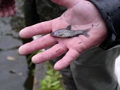 Topmouth gudgeon in hand Matt Brazier - Environment Agency / via GBNNSS Adult,Cyprinidae,Cypriniformes,Asia,Africa,Chordata,Pseudorasbora,Ponds and lakes,Streams and rivers,Least Concern,Animalia,Aquatic,Omnivorous,Europe,Actinopterygii,IUCN Red List