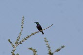 Violet-breasted sunbird on branch Habitat,Adult,Species in habitat shot,Animalia,Chordata,Terrestrial,Aves,Flying,Passeriformes,IUCN Red List,Least Concern,Nectariniidae,Nectarinia,Africa