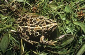 Dorsal view Nanorana pleskei Adult,Streams and rivers,Amphibia,Asia,Ranidae,Near Threatened,Temporary water,Grassland,Wetlands,Subterranean,Nanorana,Animalia,pleskei,Anura,Scrub,Chordata,IUCN Red List