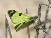 Spanish greenish black-tip Insecta,Grassland,Scrub,Animalia,Pieridae,Terrestrial,Euchloe,Lepidoptera,IUCN Red List,Arthropoda,Rock,Vulnerable,Europe