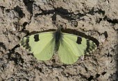 Spanish greenish black-tip, dorsal view Insecta,Grassland,Scrub,Animalia,Pieridae,Terrestrial,Euchloe,Lepidoptera,IUCN Red List,Arthropoda,Rock,Vulnerable,Europe