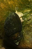 Shawnee rocksnail, adult Gastropoda,North America,Pleuroceridae,Lithasia,Herbivorous,Streams and rivers,Particulate,Fresh water,Mollusca,Animalia,Aquatic,Neotaenioglossa