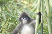 Male Phayre's langur Adult Male,Adult,Mammalia,Mammals,Chordates,Chordata,Primates,Old World Monkeys,Cercopithecidae,Savannah,Agricultural,Trachypithecus,Herbivorous,Appendix II,Sub-tropical,phayrei,Endangered,Asia,Animal