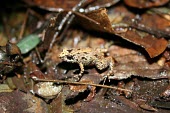 Seychelles frog on leaf litter Adult,Africa,Sooglossus,Sub-tropical,Terrestrial,Animalia,Tropical,Chordata,sechellensis,Sooglossidae,Anura,Endangered,Amphibia,IUCN Red List