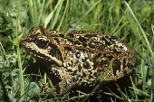 Chinese brown frog Adult,Wetlands,Ponds and lakes,Agricultural,Asia,Animalia,Rana,Temporary water,Least Concern,Amphibia,Chordata,Temperate,Ranidae,Subterranean,chensinensis,Anura,IUCN Red List