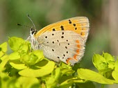 Grecian copper Arthropoda,Fluid-feeding,Terrestrial,Flying,Vulnerable,Lycaenidae,Animalia,Lepidoptera,Lycaena,Europe,Insecta,IUCN Red List