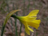 Narcissus longispathus flower, side view Flower,Terrestrial,Liliopsida,Endangered,Liliales,Plantae,IUCN Red List,Tracheophyta,Fresh water,Amaryllidaceae,Narcissus,Wetlands,Europe,Photosynthetic