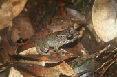 Thomasset's frog on leaf litter Adult,Africa,Sooglossidae,thomasseti,Critically Endangered,Sub-tropical,Wetlands,Chordata,Anura,Temporary water,Aquatic,Animalia,Terrestrial,Sooglossus,Amphibia,IUCN Red List