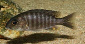 Captive Chitande aulonocara female Adult Female,Adult,Perciformes,Ponds and lakes,Animalia,Actinopterygii,Cichlidae,Omnivorous,Aquatic,ethelwynnae,Africa,Aulonocara,Chordata,Fresh water,Vulnerable,IUCN Red List