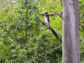 Indian giant flying squirrel climbing branch Climbing,Locomotion,Adult,Mammalia,Mammals,Squirrels, Chipmunks, Marmots, Prairie Dogs,Sciuridae,Chordates,Chordata,Rodents,Rodentia,Petaurista,Least Concern,Sub-tropical,IUCN Red List,Animalia,Terres