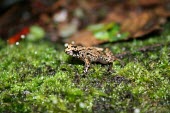 Seychelles frog on moss Adult,Africa,Sooglossus,Sub-tropical,Terrestrial,Animalia,Tropical,Chordata,sechellensis,Sooglossidae,Anura,Endangered,Amphibia,IUCN Red List