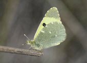 Spanish greenish black-tip, side profile Insecta,Grassland,Scrub,Animalia,Pieridae,Terrestrial,Euchloe,Lepidoptera,IUCN Red List,Arthropoda,Rock,Vulnerable,Europe