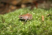 Seychelles frog on moss Adult,Africa,Sooglossus,Sub-tropical,Terrestrial,Animalia,Tropical,Chordata,sechellensis,Sooglossidae,Anura,Endangered,Amphibia,IUCN Red List