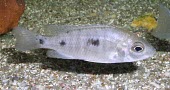 Copadichromis trewavasae female Adult,Adult Female,Animalia,trewavasae,Chordata,Aquatic,Africa,Fresh water,IUCN Red List,Cichlidae,Actinopterygii,Vulnerable,Copadichromis,Omnivorous,Ponds and lakes,Perciformes