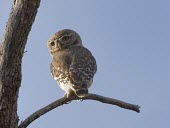 Back profile of forest owlet Adult,True Owls,Strigidae,Owls,Strigiformes,Aves,Birds,Chordates,Chordata,Carnivorous,Heteroglaux,Forest,Arboreal,Animalia,Critically Endangered,Indian,Appendix I,blewitti,Flying,IUCN Red List