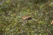 Gardiner's tree frog on moss Adult,Sooglossidae,Carnivorous,gardineri,Sooglossus,Chordata,Africa,Amphibia,Anura,Endangered,Terrestrial,Animalia,IUCN Red List