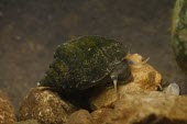 Juvenile Shawnee rocksnail T. Travis	Brown Gastropoda,North America,Pleuroceridae,Lithasia,Herbivorous,Streams and rivers,Particulate,Fresh water,Mollusca,Animalia,Aquatic,Neotaenioglossa