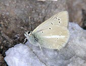 Higginss anomalous blue Terrestrial,IUCN Red List,Mountains,Arthropoda,Near Threatened,Polyommatus,Lycaenidae,Europe,Animalia,Insecta,Grassland,Temperate,Lepidoptera,Herbivorous,Fluid-feeding