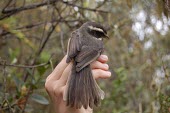 Plain-tailed warbling-finch on the hand of a scientist showing tail Adult,South America,Passeriformes,Tropical,Sub-tropical,Omnivorous,Animalia,Emberizidae,alticola,Mountains,Chordata,Scrub,Aves,Endangered,Poospiza,Flying,IUCN Red List