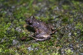 Thomasset's frog on moss, dorsal view Adult,Africa,Sooglossidae,thomasseti,Critically Endangered,Sub-tropical,Wetlands,Chordata,Anura,Temporary water,Aquatic,Animalia,Terrestrial,Sooglossus,Amphibia,IUCN Red List