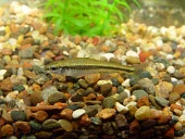 Blackchin shiner Adult,IUCN Red List,Notropis,Chordata,Ponds and lakes,Cypriniformes,Least Concern,Fresh water,Aquatic,Actinopterygii,Streams and rivers,Carnivorous,Animalia,Cyprinidae,North America