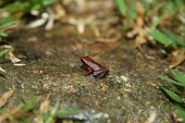 Gardiner's tree frog Adult,Sooglossidae,Carnivorous,gardineri,Sooglossus,Chordata,Africa,Amphibia,Anura,Endangered,Terrestrial,Animalia,IUCN Red List