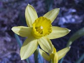 Narcissus longispathus flower Flower,Terrestrial,Liliopsida,Endangered,Liliales,Plantae,IUCN Red List,Tracheophyta,Fresh water,Amaryllidaceae,Narcissus,Wetlands,Europe,Photosynthetic