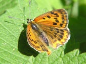 Grecian copper, wings spread Arthropoda,Fluid-feeding,Terrestrial,Flying,Vulnerable,Lycaenidae,Animalia,Lepidoptera,Lycaena,Europe,Insecta,IUCN Red List