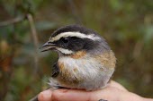 Close up of a plain-tailed warbling-finch Adult,South America,Passeriformes,Tropical,Sub-tropical,Omnivorous,Animalia,Emberizidae,alticola,Mountains,Chordata,Scrub,Aves,Endangered,Poospiza,Flying,IUCN Red List