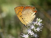 Grecian copper feeding on flower Arthropoda,Fluid-feeding,Terrestrial,Flying,Vulnerable,Lycaenidae,Animalia,Lepidoptera,Lycaena,Europe,Insecta,IUCN Red List