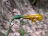 Flower of Narcissus longispathus wilting after pollination Flower,Terrestrial,Liliopsida,Endangered,Liliales,Plantae,IUCN Red List,Tracheophyta,Fresh water,Amaryllidaceae,Narcissus,Wetlands,Europe,Photosynthetic