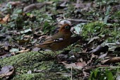 Kivu ground-thrush Adult,Turdidae,Aves,Chordata,Animalia,Passeriformes,Zoothera,Terrestrial