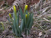 Narcissus longispathus flowers emerging Mature form,Flower,Leaves,Terrestrial,Liliopsida,Endangered,Liliales,Plantae,IUCN Red List,Tracheophyta,Fresh water,Amaryllidaceae,Narcissus,Wetlands,Europe,Photosynthetic