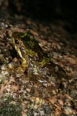 Eungella torrent frog, camouflaged against rock Camouflage,Survival Adaptations,Adult,Terrestrial,Chordata,IUCN Red List,Forest,Australia,Animalia,Critically Endangered,Myobatrachidae,Anura,Sub-tropical,Amphibia,Taudactylus,Fresh water,Streams and