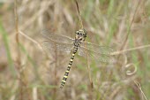 Perching Say's spiketail Odonata,Cordulegaster,sayi,Forest,Temperate,Animalia,Insecta,Carnivorous,Aquatic,Terrestrial,Arthropoda,IUCN Red List,North America,Fresh water,Flying,Cordulegastridae,Temporary water,Broadleaved,Vuln