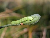 Narcissus longispathus being fed upon by Trigonophora catterpillar As a food source,Inter-specific Relationships,Terrestrial,Liliopsida,Endangered,Liliales,Plantae,IUCN Red List,Tracheophyta,Fresh water,Amaryllidaceae,Narcissus,Wetlands,Europe,Photosynthetic