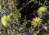 Melaleuca cardiophylla Mature form,Species in habitat shot,Habitat,Leaves,Photosynthetic,Melaleuca,Terrestrial,Myrtales,Myrtaceae,Not Evaluated,Plantae,IUCN Red List,Sand-dune,Magnoliopsida,Australia,Tracheophyta