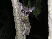 Rondo dwarf galago Adult,Primates,Animalia,Omnivorous,Africa,Chordata,Mammalia,Critically Endangered,Galagoides,Galagidae,Tropical,Arboreal,rondoensis,IUCN Red List