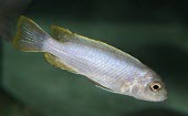 Cynotilapia axelrodi female Adult Female,Adult,Actinopterygii,Animalia,IUCN Red List,Aquatic,Ponds and lakes,Cynotilapia,Chordata,Fresh water,Vulnerable,Cichlidae,Perciformes,Africa,axelrodi,Omnivorous