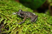 Thomasset's frog on moss Adult,Africa,Sooglossidae,thomasseti,Critically Endangered,Sub-tropical,Wetlands,Chordata,Anura,Temporary water,Aquatic,Animalia,Terrestrial,Sooglossus,Amphibia,IUCN Red List