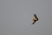 Greater spotted eagle (light form) in flight Flying,Adult,Gliding,Locomotion,Falconiformes,Aves,Asia,STAT_HD,Temperate,Animalia,Vulnerable,Chordata,Carnivorous,Accipitridae,Europe,Arboreal,Aquila,Appendix II,Terrestrial,Africa,Wetlands,clanga,IU