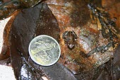 Gardiner's tree frog next to coin Adult,Sooglossidae,Carnivorous,gardineri,Sooglossus,Chordata,Africa,Amphibia,Anura,Endangered,Terrestrial,Animalia,IUCN Red List