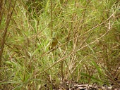 Kilombero weaver perched in habitat Adult,Flying,Omnivorous,Ploceidae,Africa,burnieri,Passeriformes,Vulnerable,Chordata,Ploceus,Animalia,Aves,Temporary water,Terrestrial,IUCN Red List