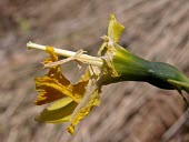 Withering flower of Narcissus longispathus after being fed upon by Tropinota beetles Flower,Terrestrial,Liliopsida,Endangered,Liliales,Plantae,IUCN Red List,Tracheophyta,Fresh water,Amaryllidaceae,Narcissus,Wetlands,Europe,Photosynthetic