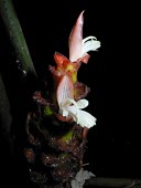 Zingiber monophyllum Flower,Zingiber,Asia,Terrestrial,Zingiberaceae,Plantae,Liliopsida,Tropical,IUCN Red List,Tracheophyta,Zingiberales,Sub-tropical,Endangered,Forest,Photosynthetic