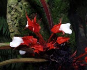 Paradrymonia hypocyrta flowers Mature form,Flower,Endangered,Terrestrial,Scrophulariales,Photosynthetic,Forest,South America,Paradrymonia,IUCN Red List,Magnoliopsida,Gesneriaceae,Tracheophyta,Plantae