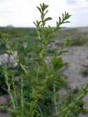 Amaranthus albus Mature form,Leaves,Caryophyllales,Magnoliopsida,Dicots,Amaranthaceae,Magnoliophyta,Flowering Plants,Photosynthetic,Terrestrial,Plantae,North America,Europe,Tracheophyta,Australia,Amaranthus,South Amer