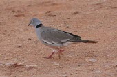 White-winged collared-dove Habitat,Adult,Species in habitat shot,Aves,Scrub,reichenowi,Columbidae,Africa,Columbiformes,Near Threatened,Chordata,Omnivorous,Flying,Streptopelia,Terrestrial,Animalia,IUCN Red List